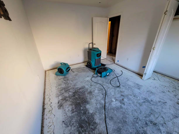 Best Mold removal after water damage  in Granvle, IL
