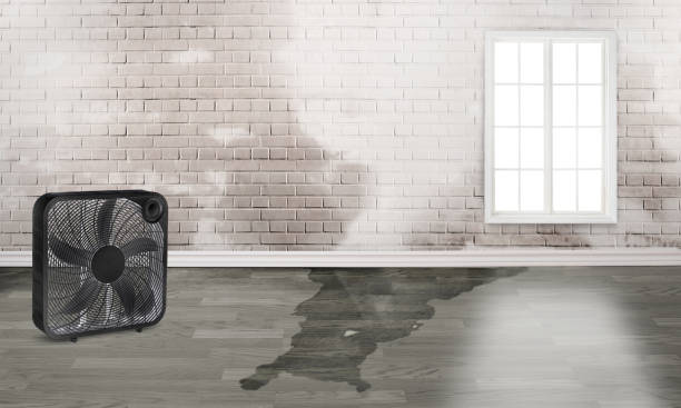 Best Water damage cleanup near me  in Granvle, IL